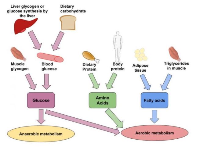 Role of carbohydrate in exercise